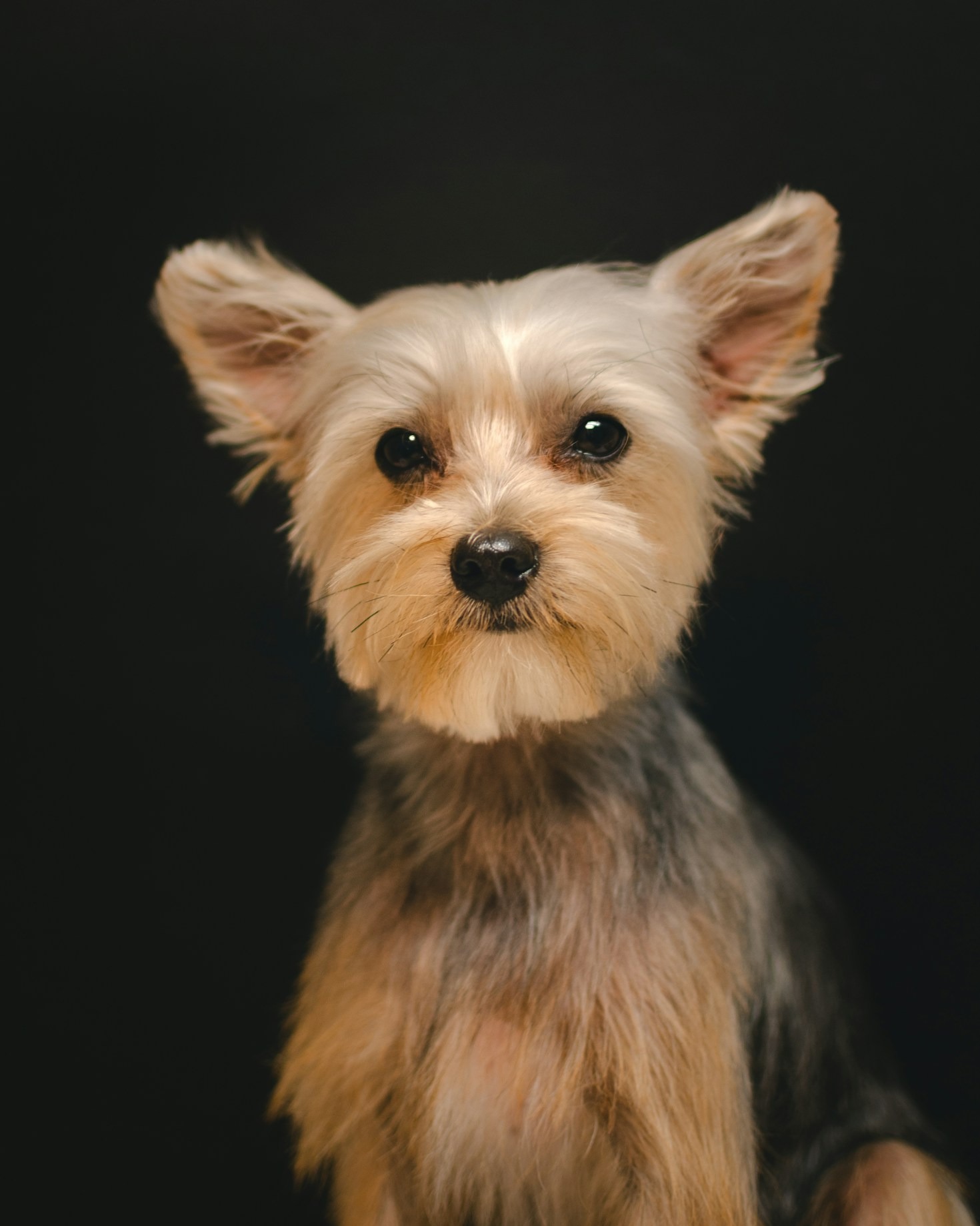 5 Daily Routines to Keep Your Yorkie Happy