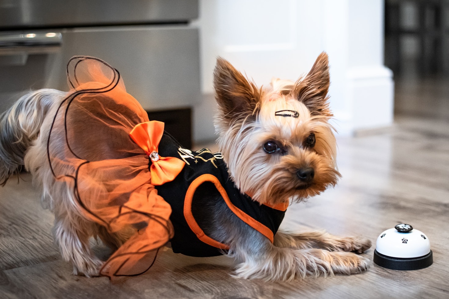 Top Tips for Grooming a Yorkshire Terrier Toy