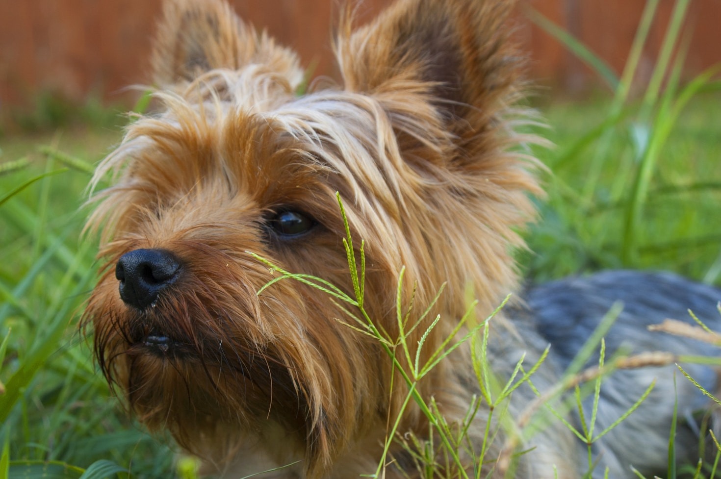 The Adventures of an Adorable 11-Year-Old Yorkie