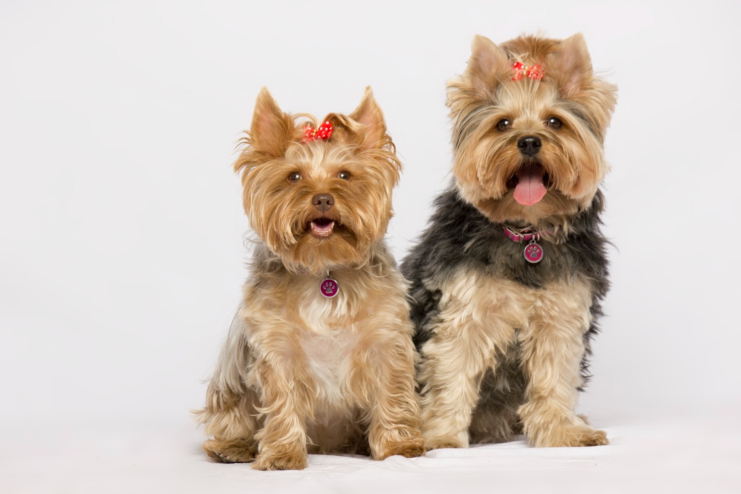 Yorkie Essentials: Products Kira Swears By